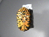  (Gymnetis vandepolliASolis03 - INB0004209802)  @13 [ ] Copyright (2010) A. Solis Unspecified