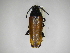  ( - INBIOCRI000019404)  @11 [ ] Copyright (2012) A. Solis Instituto Nacional de Biodiversidad