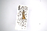  ( - INBIOCRI000075422)  @11 [ ] Copyright (2012) A. Solis Instituto Nacional de Biodiversidad