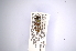  ( - INBIOCRI000250239)  @14 [ ] Copyright (2012) A. Solis Instituto Nacional de Biodiversidad