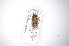  ( - INBIOCRI000440710)  @13 [ ] Copyright (2012) A. Solis Instituto Nacional de Biodiversidad
