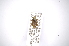  ( - INBIOCRI000508970)  @12 [ ] Copyright (2012) A. Solis Instituto Nacional de Biodiversidad