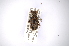  ( - INBIOCRI000723335)  @11 [ ] Copyright (2012) A. Solis Instituto Nacional de Biodiversidad
