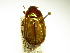  ( - INBIOCRI000752374)  @13 [ ] Copyright (2012) A. Solis Instituto Nacional de Biodiversidad