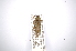  (Nyssodrysternum ocellatum - INBIOCRI000800250)  @11 [ ] Copyright (2012) A. Solis Instituto Nacional de Biodiversidad