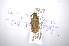  (Nealcidion adjunctum - INBIOCRI000898094)  @11 [ ] Copyright (2012) A. Solis Instituto Nacional de Biodiversidad