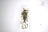  ( - INBIOCRI000903901)  @11 [ ] Copyright (2012) A. Solis Instituto Nacional de Biodiversidad