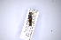  (Agrilus centralis - INBIOCRI001159754)  @14 [ ] Copyright (2012) Angel Solis Instituto Nacional de Biodiversidad
