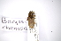  ( - INBIOCRI001168422)  @12 [ ] Copyright (2012) A. Solis Instituto Nacional de Biodiversidad