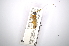  ( - INBIOCRI001176045)  @11 [ ] Copyright (2012) A. Solis Instituto Nacional de Biodiversidad