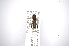  ( - INBIOCRI001182670)  @11 [ ] Copyright (2012) A. Solis Instituto Nacional de Biodiversidad