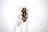  ( - INBIOCRI001213181)  @11 [ ] Copyright (2012) A. Solis Instituto Nacional de Biodiversidad
