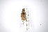  ( - INBIOCRI001650515)  @13 [ ] Copyright (2012) A. Solis Instituto Nacional de Biodiversidad