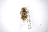  ( - INBIOCRI001653530)  @11 [ ] Copyright (2012) A. Solis Instituto Nacional de Biodiversidad