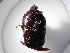  ( - INBIOCRI001669702)  @11 [ ] Copyright (2010) A. Solis Unspecified