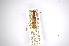  (Heterachthes nigrocinctus - INBIOCRI001688768)  @13 [ ] Copyright (2012) A. Solis Instituto Nacional de Biodiversidad