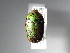  ( - INBIOCRI001715152)  @11 [ ] Copyright (2010) A. Solis Unspecified