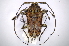  ( - INBIOCRI001734668)  @11 [ ] Copyright (2012) A. Solis Instituto Nacional de Biodiversidad