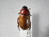  ( - INBIOCRI001734891)  @13 [ ] Copyright (2010) A. Solis Instituto Nacional de Biodiversidad