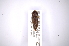  ( - INBIOCRI001736717)  @11 [ ] Copyright (2012) Angel Solis Instituto Nacional de Biodiversidad