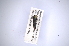  (Agrilus raventazonis - INBIOCRI001747074)  @11 [ ] Copyright (2012) Angel Solis Instituto Nacional de Biodiversidad