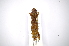  ( - INBIOCRI001763764)  @12 [ ] Copyright (2012) A. Solis Instituto Nacional de Biodiversidad
