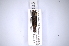  (Agrilus nodifrons - INBIOCRI001832214)  @11 [ ] Copyright (2012) Angel Solis Instituto Nacional de Biodiversidad