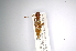  ( - INBIOCRI001838440)  @12 [ ] Copyright (2012) A. Solis Instituto Nacional de Biodiversidad