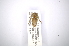  (Desmiphora canescens - INBIOCRI001901372)  @12 [ ] Copyright (2012) A. Solis Instituto Nacional de Biodiversidad