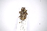  ( - INBIOCRI001936689)  @11 [ ] Copyright (2012) A. Solis Instituto Nacional de Biodiversidad