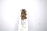  ( - INBIOCRI001975209)  @11 [ ] Copyright (2012) A. Solis Instituto Nacional de Biodiversidad