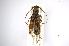  ( - INBIOCRI001982042)  @11 [ ] Copyright (2012) A. Solis Instituto Nacional de Biodiversidad