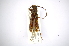  ( - INBIOCRI001982043)  @11 [ ] Copyright (2012) A. Solis Instituto Nacional de Biodiversidad