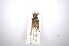  (Nyssodrysina haldemaniAS2 - INBIOCRI002004469)  @13 [ ] Copyright (2012) A. Solis Instituto Nacional de Biodiversidad