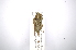  ( - INBIOCRI002021594)  @11 [ ] Copyright (2012) A. Solis Instituto Nacional de Biodiversidad