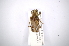  (Desmiphora cirrosa - INBIOCRI002095302)  @13 [ ] Copyright (2012) A. Solis Instituto Nacional de Biodiversidad