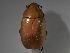  (Chrysina boucardi - INBIOCRI002190505)  @11 [ ] CreativeCommons - Attribution Non-Commercial Share-Alike  National Biodiversity Institute of Costa Rica National Biodiversity Institute of Costa Rica