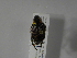  ( - INBIOCRI002249663)  @11 [ ] Copyright (2010) A. Solis Instituto Nacional de Biodiversidad