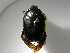  ( - INBIOCRI002270813)  @11 [ ] Copyright (2010) A. Solis Unspecified