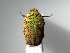  (Hadrosticta - INBIOCRI002353340)  @14 [ ] Copyright (2010) A. Solis Unspecified