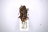  ( - INBIOCRI002357508)  @12 [ ] Copyright (2012) A. Solis Instituto Nacional de Biodiversidad