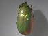  (Chrysina chrysopedila - INBIOCRI002382850)  @11 [ ] CreativeCommons - Attribution Non-Commercial Share-Alike  National Biodiversity Institute of Costa Rica National Biodiversity Institute of Costa Rica