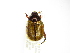  ( - INBIOCRI002400478)  @12 [ ] Copyright (2012) A. Solis Instituto Nacional de Biodiversidad