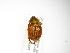  ( - INBIOCRI002411347)  @13 [ ] Copyright (2012) A. Solis Instituto Nacional de Biodiversidad