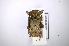  ( - INBIOCRI002422635)  @12 [ ] Copyright (2012) A. Solis Instituto Nacional de Biodiversidad