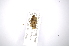  (Nealcidion scutellatum - INBIOCRI002460968)  @11 [ ] Copyright (2012) A. Solis Instituto Nacional de Biodiversidad
