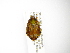  ( - INBIOCRI002470775)  @12 [ ] Copyright (2012) A. Solis Instituto Nacional de Biodiversidad