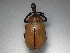 ( - INBIOCRI002489442)  @13 [ ] Copyright (2010) A. Solis Unspecified