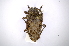  ( - INBIOCRI002543124)  @11 [ ] Copyright (2012) A. Solis Instituto Nacional de Biodiversidad