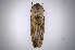  (Chalcolepidius gossipiatus - INB0003058876)  @14 [ ] Copyright (2012) Angel Solis Instituto Nacional de Biodiversidad
